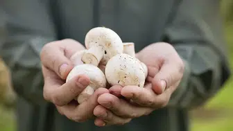 Mantarın Bozulduğu Nasıl Anlaşılır? İşte Tazeliğini Anlamanın 6 Etkili Yolu