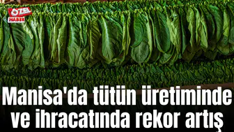 Manisa'da tütün üretiminde rekor artış