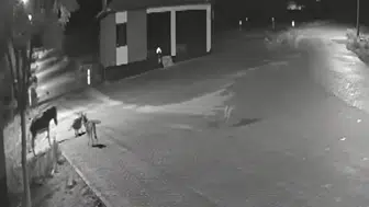 Aç kalan kurtlar mahalleye inerek eşeğe saldırdı