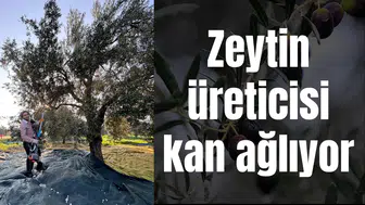 Zeytin üreticisi kan ağlıyor