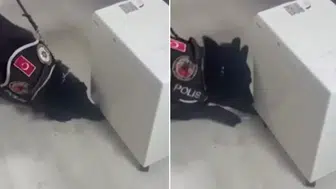 Eve giren polis köpeği soluğu o kutunun yanında aldı