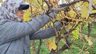 Toplanmayan üzümler ev ekonomisine kazandırılıyor