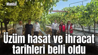 Manisa'da üzüm hasat ve ihracat tarihleri belli oldu