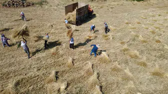 Demirci’de çiftçiler imece usulü hasat gerçekleştiriyor