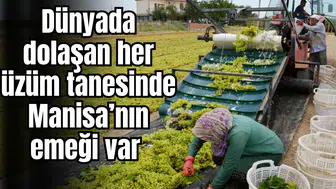 Dünyada dolaşan her üzüm tanesinde Manisa’nın emeği var