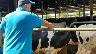 Şap hastalığına karşı tedbir aldılar