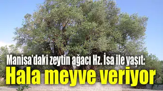 İlçedeki zeytin ağacı Hz. İsa ile yaşıt: Hala meyve veriyor