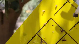 Tarım müdürlüğünden Manisalılara ilaçlama uyarısı