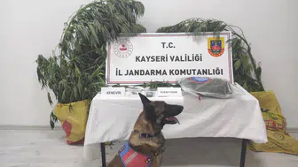 Jandarmadan kök kenevir operasyonu