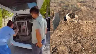 Sadık köpeği ünlü sanatçı sahiplendi! Verdiği Kürtçe isim dikkat çekiyor