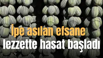 İpe asılan efsane lezzette hasat başladı