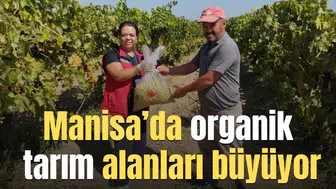 Manisa’da organik tarım alanları büyüyor