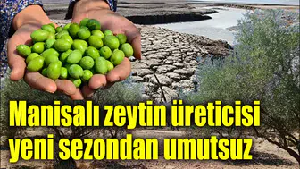 Zeytin tarlasında alarm!