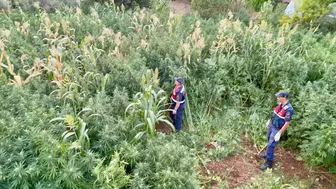 Mısır tarlasından bakın ne çıktı