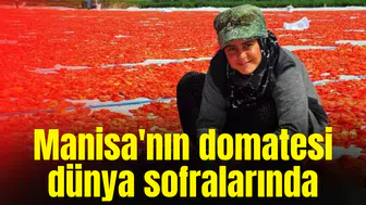 Manisa'nın domatesi dünyanın birçok ülkesinde sofralarda yer alıyor