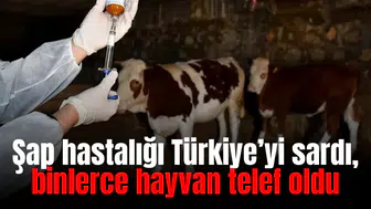 Şap hastalığı Türkiye’yi sardı, binlerce hayvan telef oldu