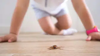 Doğal Böcek Kovucu: Böcekler Bir Daha Size Uğramayacak!