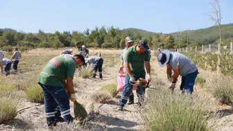 Yunusemre’de lavanta hasadı başladı