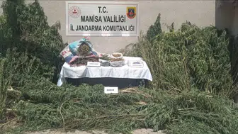 Jandarmadan yasa dışı kenevir operasyonu
