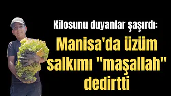 Kilosunu duyanlar şaşırdı: Manisa'da üzüm salkımı "maşallah" dedirtti