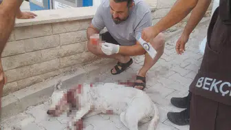 Köpeği öldüren o cani tutuklandı
