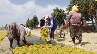 Gönüllü gençler üzüm kesti, üretimi yerinde öğrendi