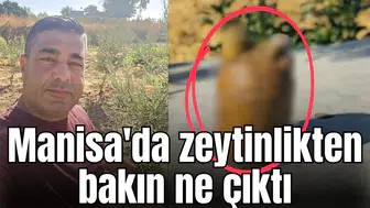 Manisa'da zeytinlikten bakın ne çıktı