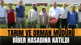 Tarım ve Orman Müdürü biber hasadına katıldı