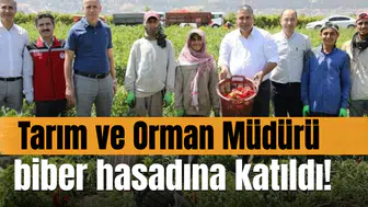 Tarım ve Orman Müdürü biber hasadına katıldı