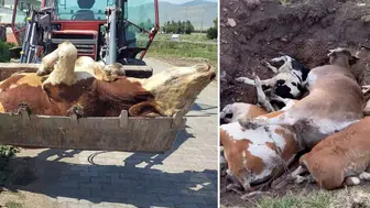 Büyükbaş hayvancılık tehlikede! Ölümler korkunç boyuta ulaştı!