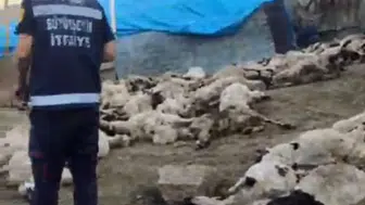 Kurtlar koyun sürüsünü telef etti