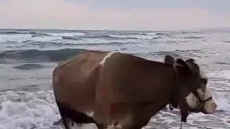 İneğin deniz sefası görenleri tebesüm ettirdi