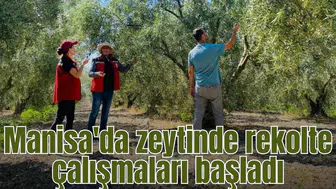 Manisa'da zeytin rekolte tespit çalışması gerçekleştrildi