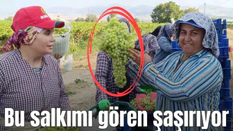 Bu salkımı gören şaşırıyor