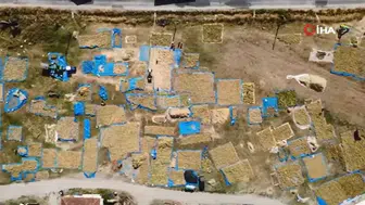 Demirci'de kuru fasulye hasadı başladı