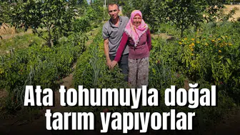 Ata tohumuyla doğal tarım yapıyorlar