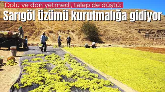 Dolu ve don yetmedi, talep de düştü: Sarıgöl üzümü kurutmalığa gidiyor