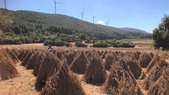 Susamlar hasada hazır