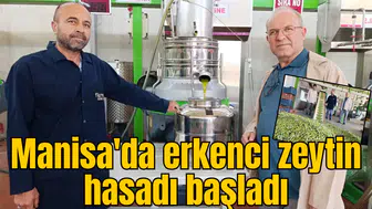 Manisa'da erkenci zeytin hasadı başladı