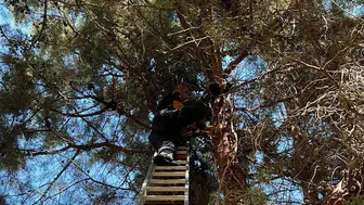 Ağaçtan inemeyen kedinin imdadına itfaiye ekipleri yetişti