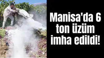 Manisa'da 6 ton üzüm imha edildi