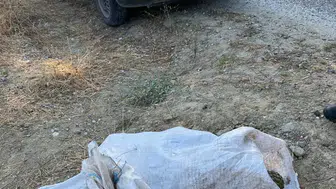 Manisa’da çam fıstığı hırsızlığı
