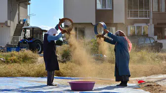 Demirci'de kuru fasulye hasadı başladı