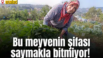 Bu meyvenin şifası saymakla bitmiyor!