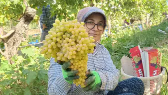 Üzüm üreticilerinin yüzü güldü