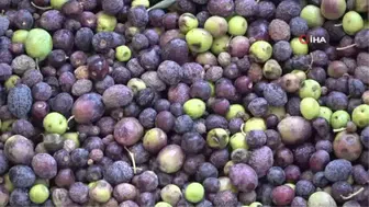 Zeytinin Bozulmasını Önleyecek Tüyo Ortaya Çıktı: Şeflerin Uyguladığı Saklama Sırrı