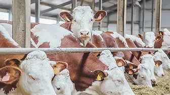 2026 kurbanlık fiyatları netleşmeye başladı: Büyükbaş ve küçükbaşta yeni rakamlar gündemde