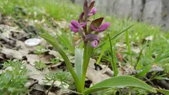 Salep Orkidesini Doğadan Toplayan Kişiye 699 Bin Liralık Ceza