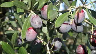 En Faydalı Zeytin Hangisi? Mor Zeytin Neden Öne Çıkıyor?