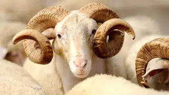 Kurban kesecekler dikkat: Diyanet 2026 vekâletle kurban bedellerini açıkladı